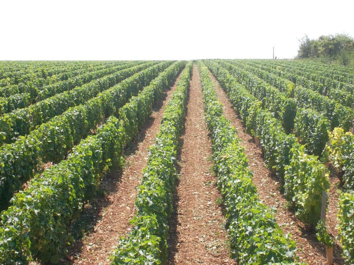 Armalou Bed & Breakfast Pouilly-sur-Loire Ngoại thất bức ảnh